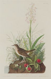 褐鸫，1833年。 作者 罗伯特·哈维尔