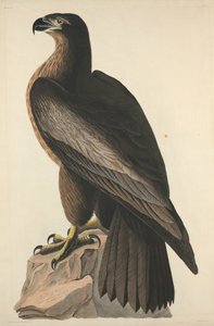 华盛顿之鸟或美国大海鹰，1827年。