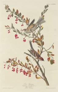 树麻雀，1834年。 作者 罗伯特·哈维尔