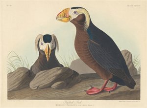 簇绒鸟，1835年。 作者 罗伯特·哈维尔