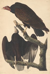 土耳其巴兹德，1832年。 作者 罗伯特·哈维尔