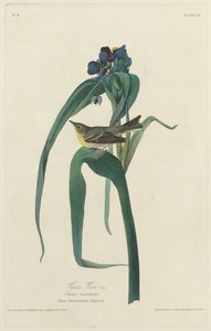 Vigor Vireo, 1828. 作者 罗伯特·哈维尔
