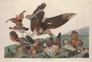 维吉尼亚州的帕特里奇，1830年。 作者 罗伯特·哈维尔