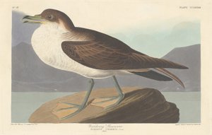 流浪的剪水，1835年。 作者 罗伯特·哈维尔