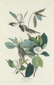 莺歌燕舞的飞鸟，1831年。 作者 罗伯特·哈维尔