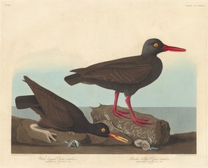 白腿牡蛎捕食者和细嘴牡蛎捕食者，1838。 作者 罗伯特·哈维尔
