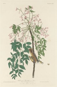 白眼捕蝇者，1829年。 作者 罗伯特·哈维尔