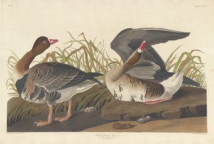 白额雁，1836年。 作者 罗伯特·哈维尔