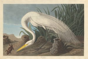 白鹭，1837年。