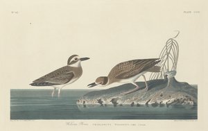 威尔逊鸻，1834年。 作者 罗伯特·哈维尔
