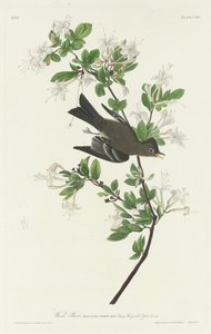 伍德-皮维，1831年。 作者 罗伯特·哈维尔