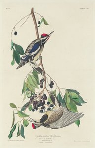黄腹啄木鸟，1834年。 作者 罗伯特·哈维尔