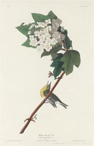 黄喉维瑞欧，1831年。 作者 罗伯特·哈维尔