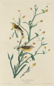 黄红领椋鸟，1832年。 作者 罗伯特·哈维尔