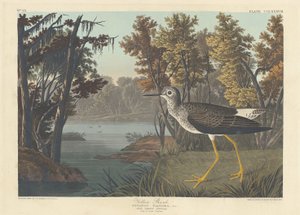 黄柄，1836年。 作者 罗伯特·哈维尔