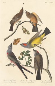 阿肯索飞禽、燕尾飞禽和赛斯飞禽 作者 约翰·詹姆斯·奥杜邦之后的罗伯特·哈维尔