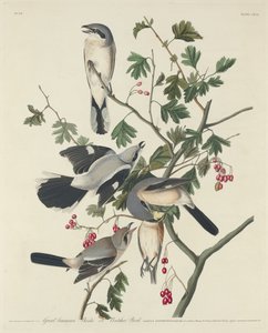 大美洲伯劳鸟