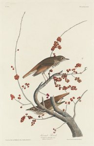 隐士鸫 作者 约翰·詹姆斯·奥杜邦之后的罗伯特·哈维尔