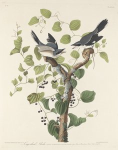 罗格海德鵙（Loggerhead Shrike） 作者 约翰·詹姆斯·奥杜邦之后的罗伯特·哈维尔