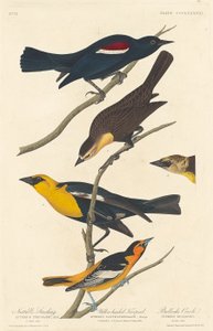 纳托尔椋鸟、黄头鸟和布洛克黄鹂鸟 作者 约翰·詹姆斯·奥杜邦之后的罗伯特·哈维尔