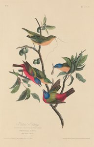彩绘斑鸠 作者 约翰·詹姆斯·奥杜邦之后的罗伯特·哈维尔
