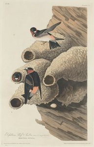 共和党人Cliff Swallow 作者 约翰·詹姆斯·奥杜邦之后的罗伯特·哈维尔