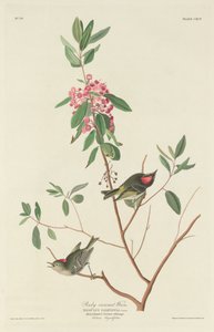红宝石冠鹪鹩 作者 约翰·詹姆斯·奥杜邦之后的罗伯特·哈维尔