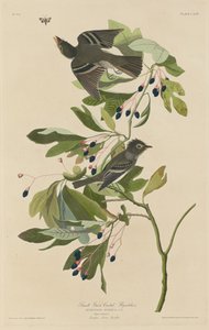 小绿冠飞鸟 作者 约翰·詹姆斯·奥杜邦之后的罗伯特·哈维尔