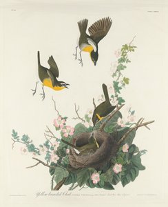 黄胸燕鸥 作者 约翰·詹姆斯·奥杜邦之后的罗伯特·哈维尔