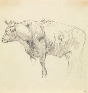 一头公牛 作者 Robert Hills