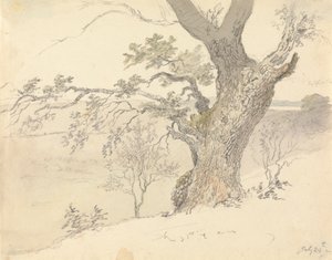 恩格尔菲尔德公园的一棵橡树
