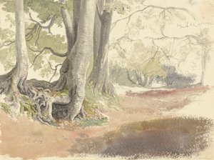 榉树 作者 Robert Hills