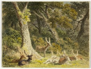 休息的鹿群 作者 罗伯特·希尔斯