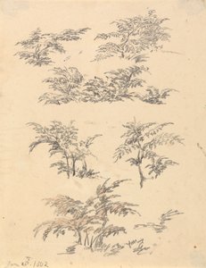 蕨类植物研究 作者 Robert Hills