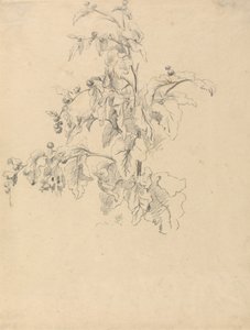 树叶研究