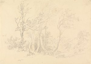 冬青树的研究 作者 Robert Hills