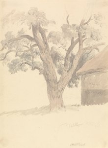 核桃树 作者 罗伯特·希尔斯