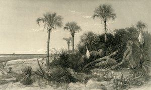 佛罗里达州的海岸》，1872年。  