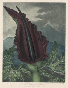 龙阿鲁姆，黑马蹄莲或所罗门百合，1799-1807年。