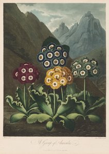 花之殿，或自然花园：  一组金合欢