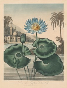 花之殿，或自然花园：  蓝色埃及睡莲 作者 罗伯特·约翰·桑顿