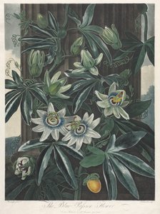 植物神庙或自然花园：蓝色激情花，1800年。