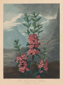 植物神庙或自然花园：窄叶的卡尔米亚，月桂树，1804年。