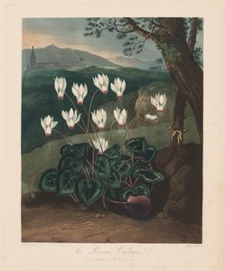 植物神庙或自然花园：波斯仙客来，1799-1807年。