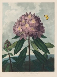 植物神庙或自然花园：杜鹃杜鹃，1799-1807年。