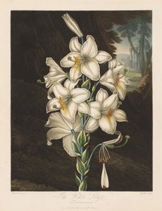 植物群庙或自然花园：杂色叶子的白百合，1800年。 作者 罗伯特·约翰·桑顿