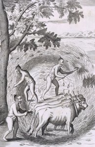 从锡兰岛的酒吧的历史关系中踩出米饭的方式。 1681年雕刻 作者 罗伯特·诺克斯