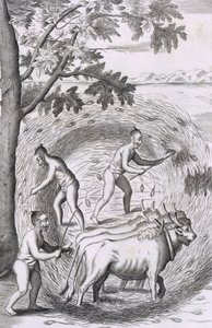 踩出他们的米的方式，出版。1681. 作者 罗伯特·诺克斯