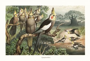 一群玄凤鹦鹉 (Nymphicus hollandicus) 在水坑里。 1882（彩色平版印刷） 作者 罗伯特·克雷奇默