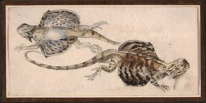 蜥蜴（彩色石版画） 作者 罗伯特·克雷奇默